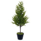 32" Potted Green Norfolk Pine Tree