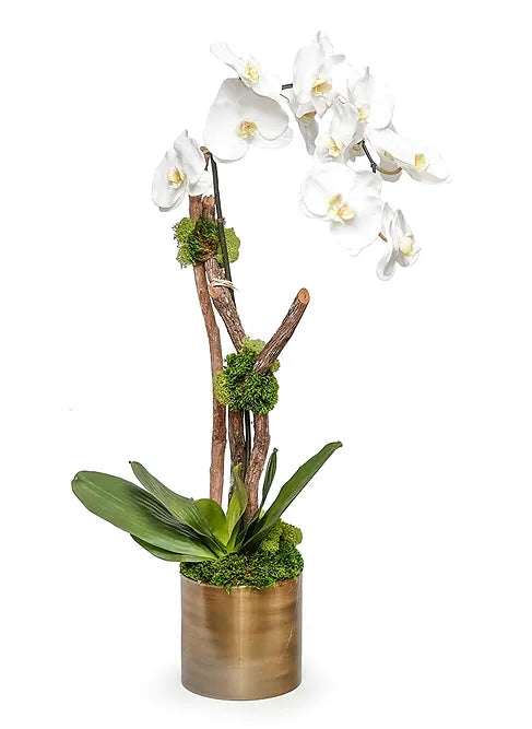 6" Orchid With Wood In Bronze Pot