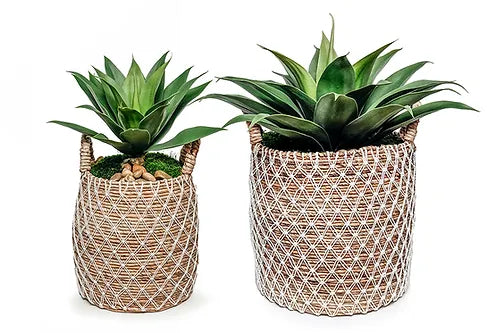 Agave In Basket Planter