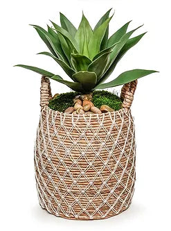 Agave In Basket Planter