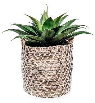 Agave In Basket Planter