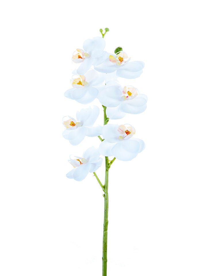 24" Phalaenopsis White Orchid