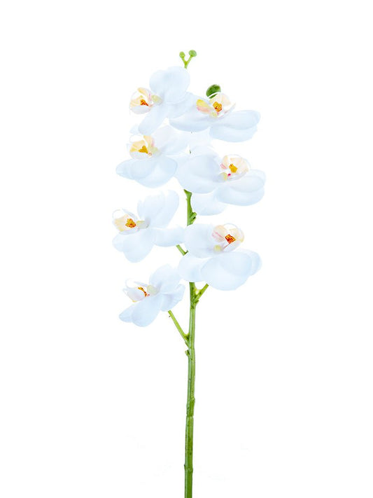 24" Phalaenopsis White Orchid