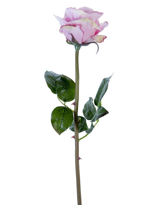 25" Open Beauty Rose Stem