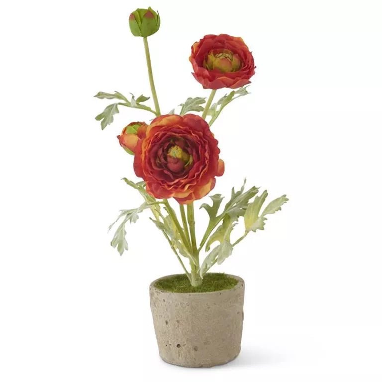 Orange Ranunculus In Clay Pot