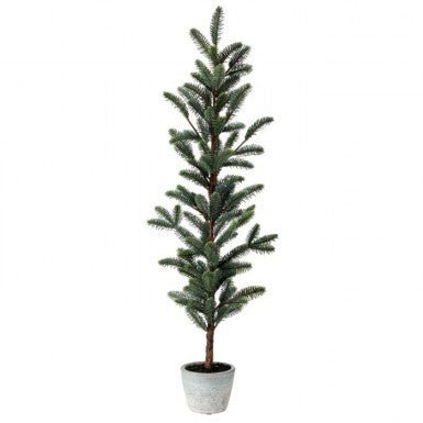 Skinney Noble Fir Tree