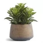 Succulents in Clay Pot