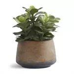 Succulents in Clay Pot