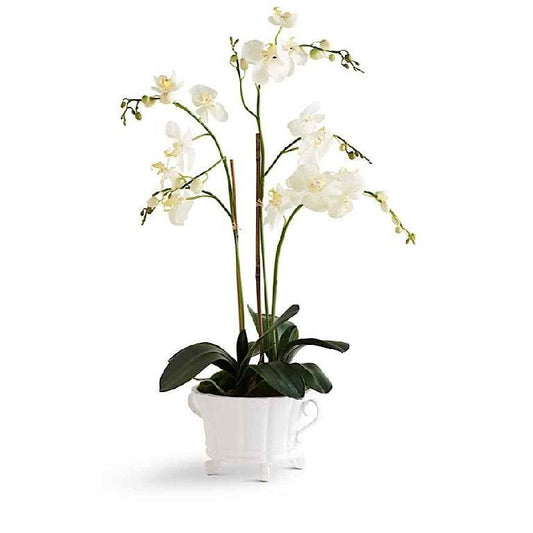 White Orchid