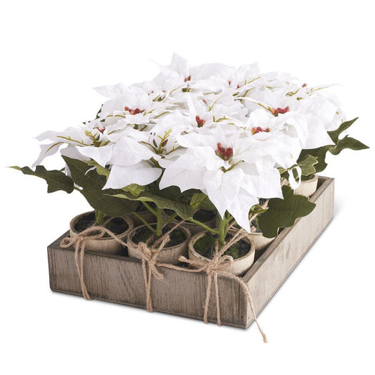 White Poinsettia